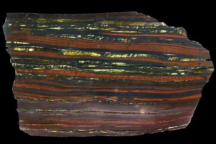 Polished Tiger Iron Stromatolite - ( Billion Years) #92946